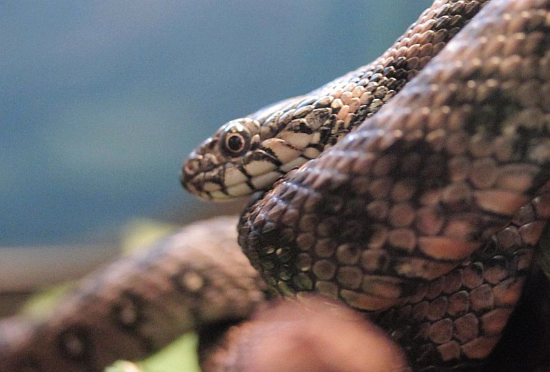 Naturwunder ...: Vipernatter